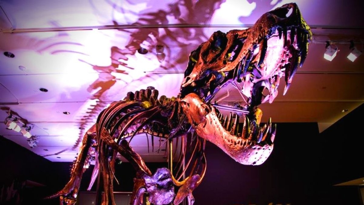 Una imagen del tiranosaurio rex a ser subastado. Tiene una antigüedad de 67 millones de años.
