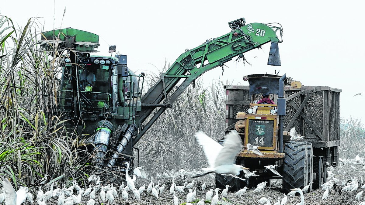 El pago de la caña se hace con retraso.