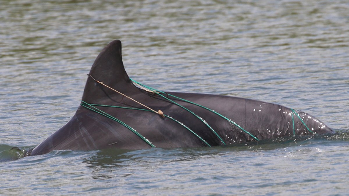 Algunas artes de pesca, el ruido y el choque con embarcaciones, así como las descargas contaminantes al estuario, afectan a los delfines del Golfo de Guayaquil.