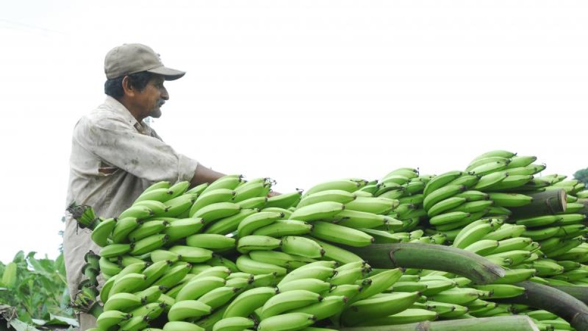 La cartera de Estado envío banano para la alimentación del ganado.