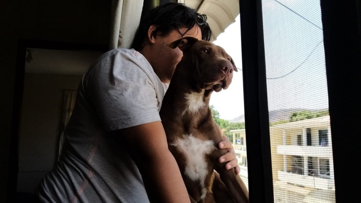 Ordenanza regula la tenencia de mascotas y previene el maltrato.