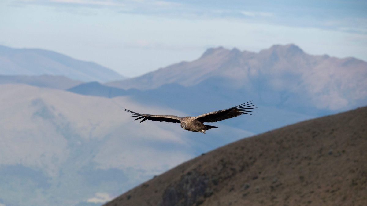 Una hembra de cóndor andino (Vultur gryphus) sobrevuela la reserva privada Chakana de la fundación Jocotoco, en las faldas del volcán Antisana, a 50 km al sureste de Quito.