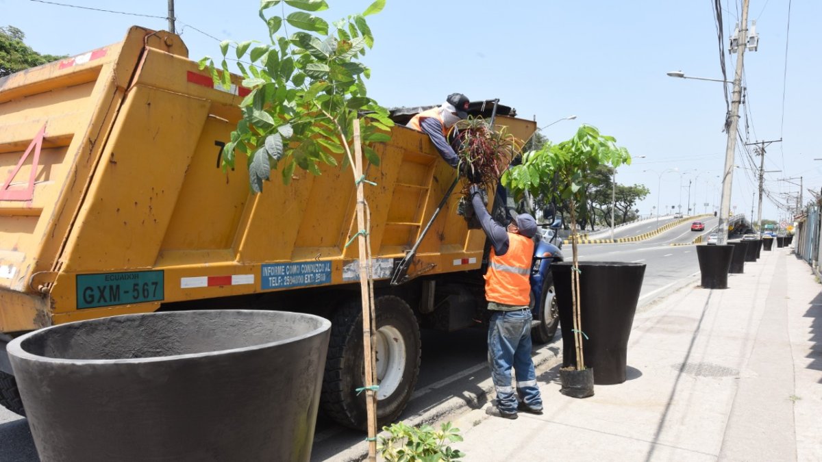 Hecho. Los árboles fueron plantados en un tramo de la avenida Barcelona.