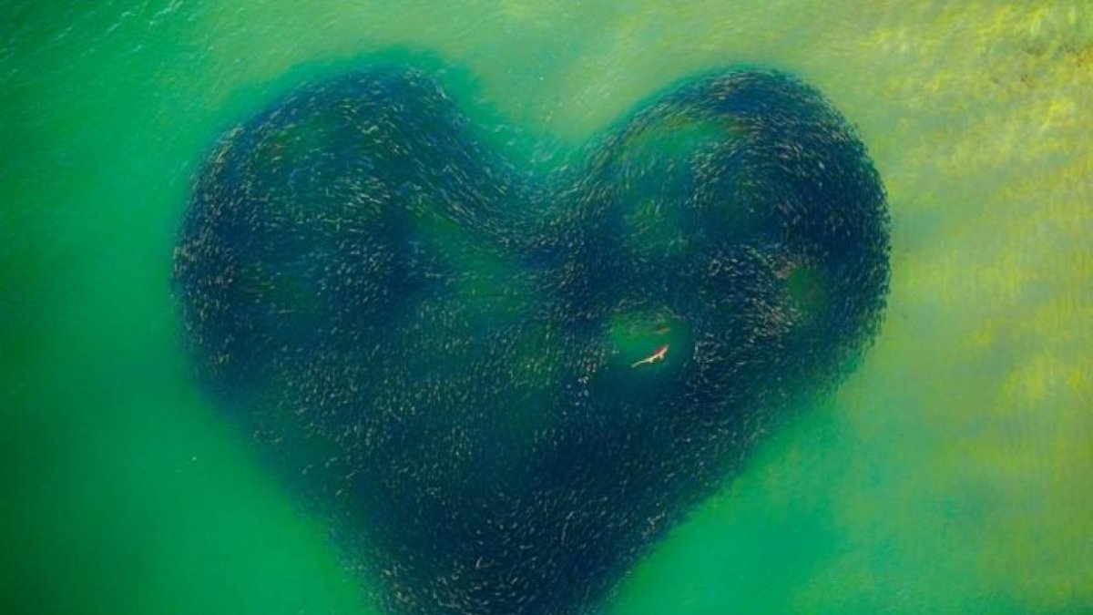 Foto que ganó el primer lugar general en los Drone Photo Awards.