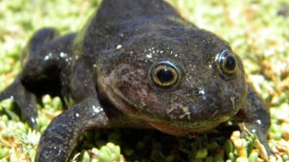 Un ejemplar de la rana Hall. Los expertos todavía deben hacer nuevos estudios para determinar la interrelación de la especie con su hábitat.