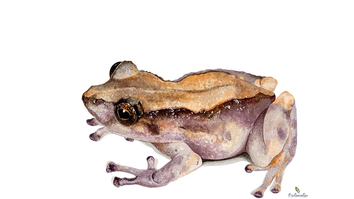 Pristimantis matildae, una de las nuevas especies descubiertas por el equipo de investigadores de la UTPL