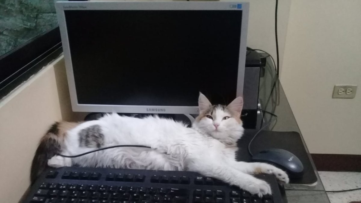 Gabriela Alvear guarda decenas de fotos de gatos, entre los suyos y los rescatados.