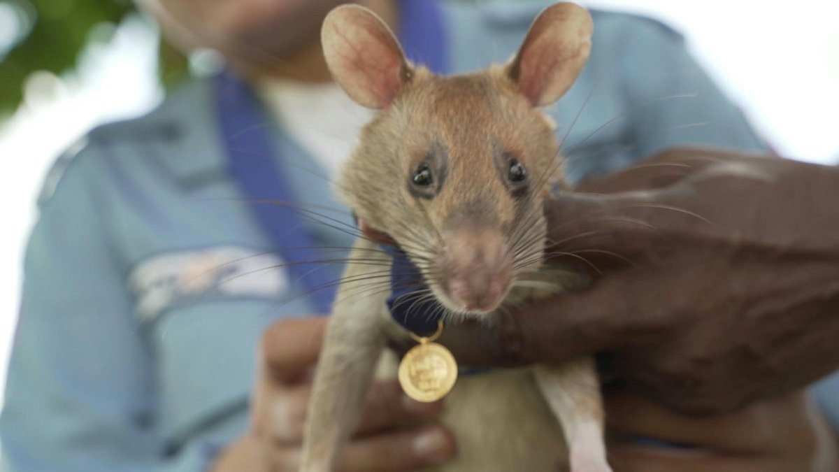 Durante años, Magawa ha estado trabajando en la detección de bombas en Camboya y ahora acaba de recibir la medalla de oro al mérito.