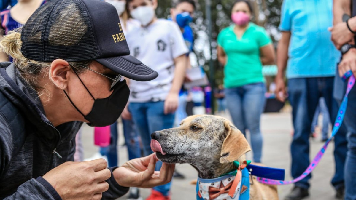 Hecho. Hace unos días, 15 perros y 5 gatos fueron adoptados en la feria del parque de la Kennedy.