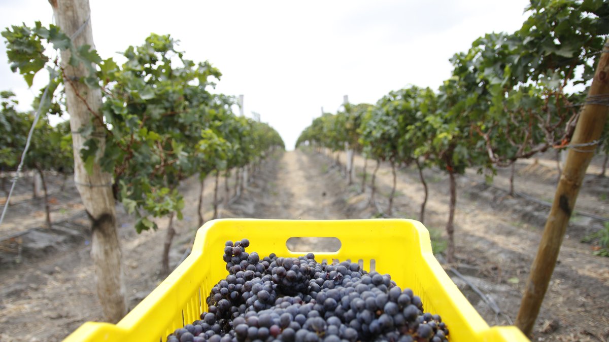 Dos Hemisferios alista la elaboración de un nuevo vino cuyo costo promedio será de $ 10.