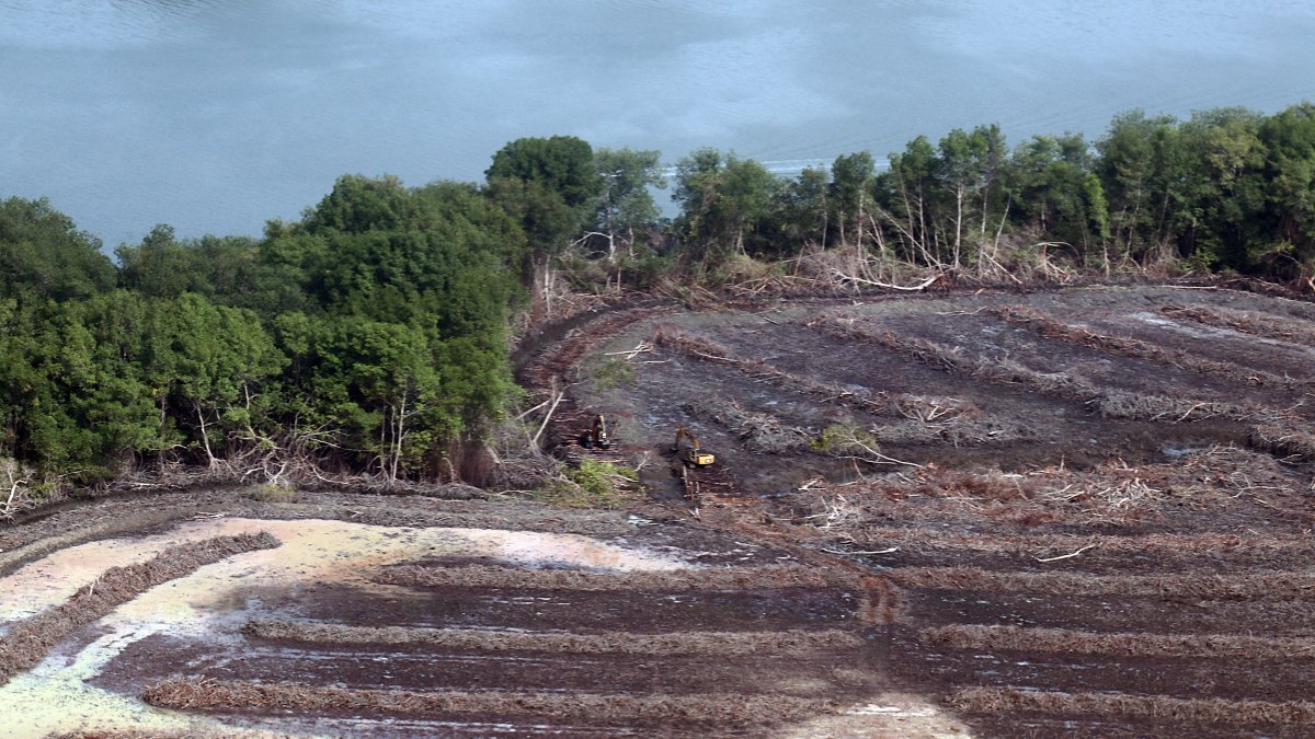 Así se visualiza la tala de 40 hectáreas de manglar en el Golfo de Guayaquil.