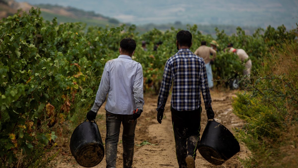 Temporeros pakistaníes trabajan en la vendimia en la localidad de Lapuebla de Labarca, en la Rioja Alavesa.
