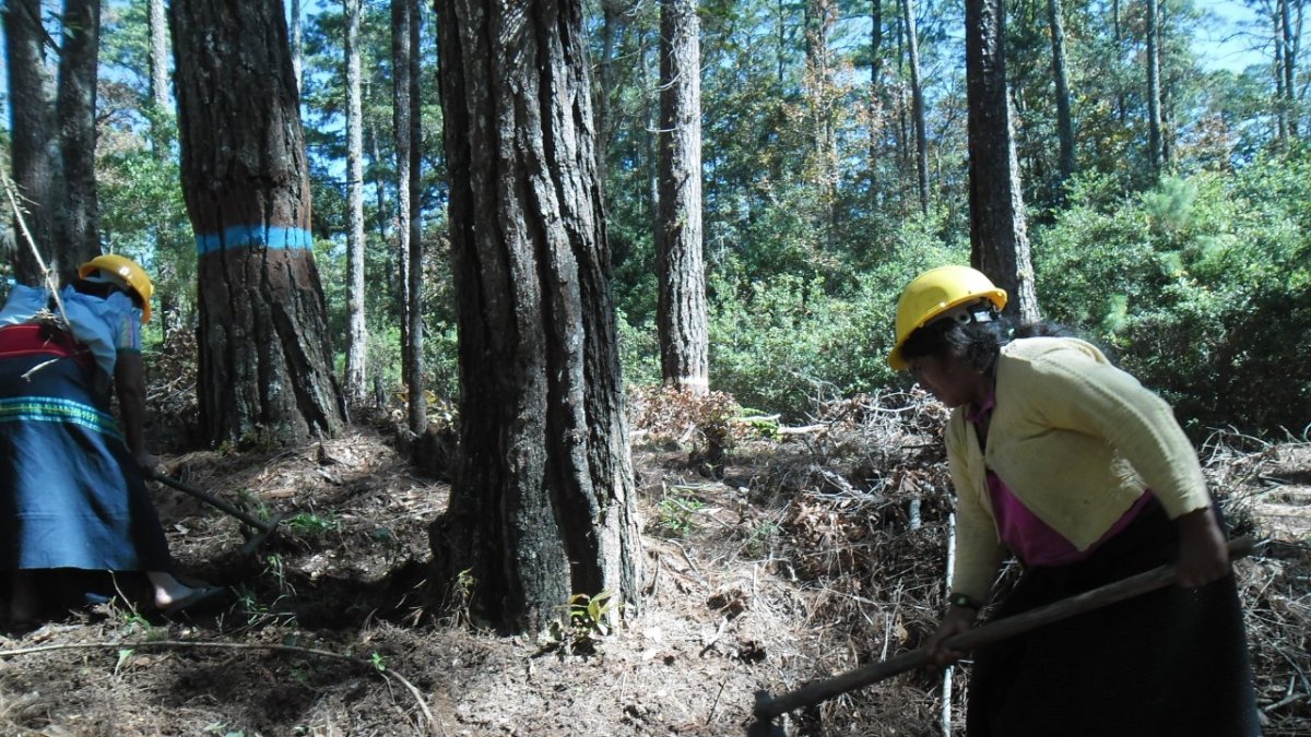 El ejido Monte Sinaí II El Fénix es una comunidad indígena tzotzil y tzeltales.