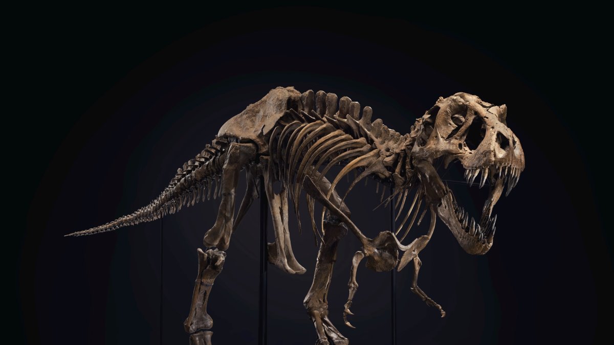 Stan es un esqueleto de Tiranosaurio rex de casi cuatro metros de alto y otros doce desde la cabeza a la última vértebra de la cola. Fotografía cedida por Christie's