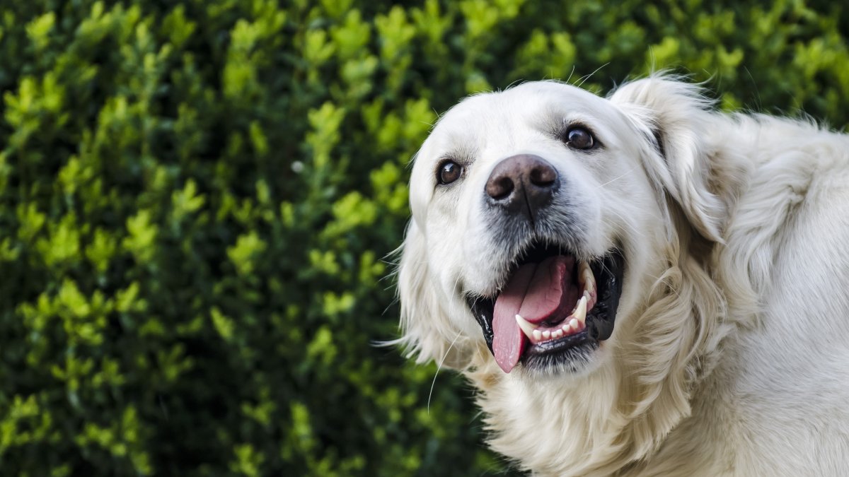 El veterinario debe realizar un tratamiento profiláctico una o dos veces al año.