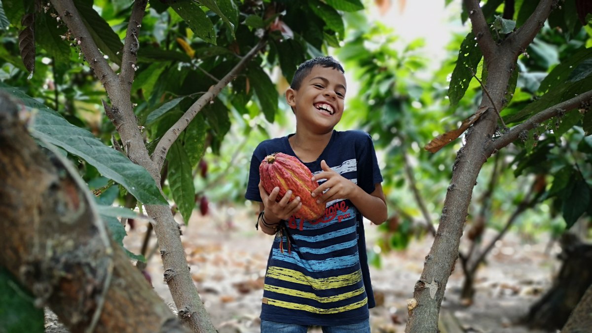 El cacao es un cultivo de sustentación familiar.