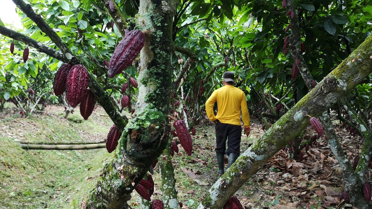 La situación del sector mejoró este año.