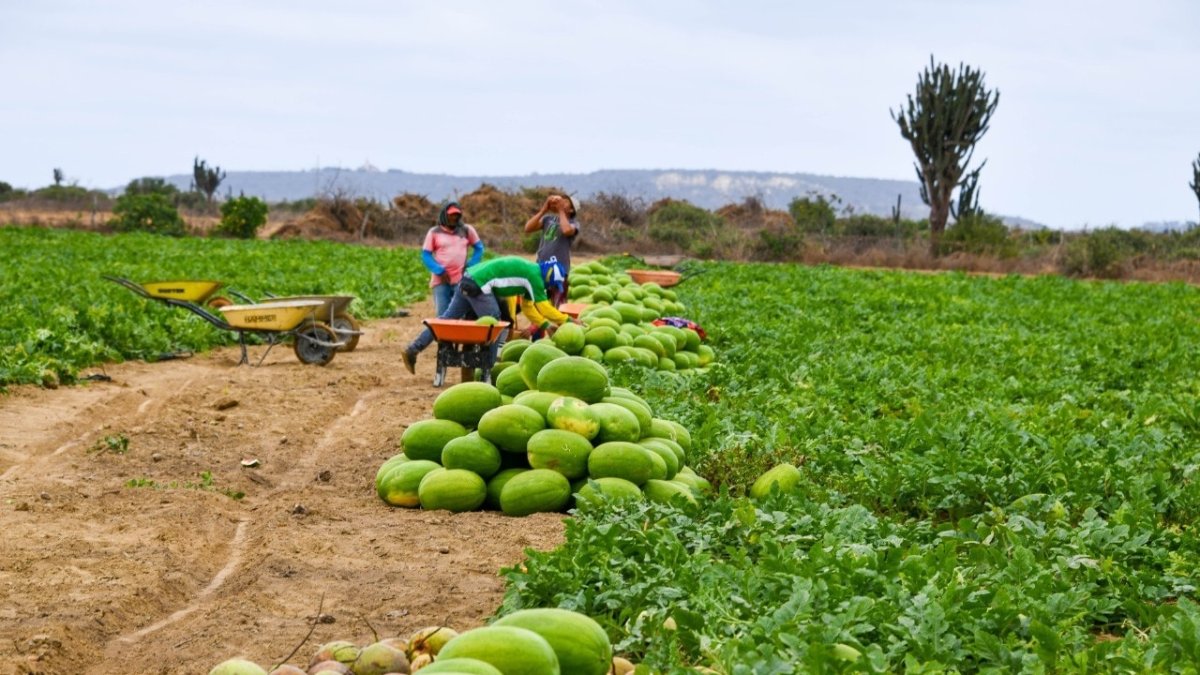 La sandía es uno de los productos más ofertados.