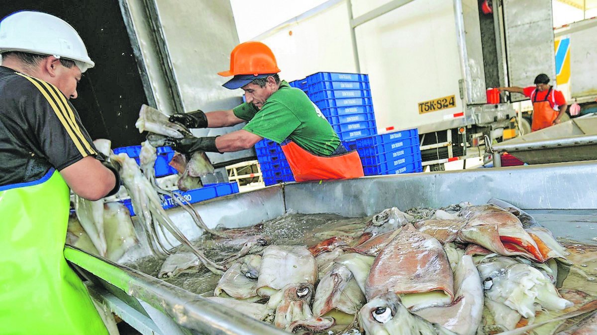 Antes de la pandemia. El año pasado, la región facturó $ 850 millones en la exportación de calamar gigante. En Perú, su pesca lleva más de 10 años.