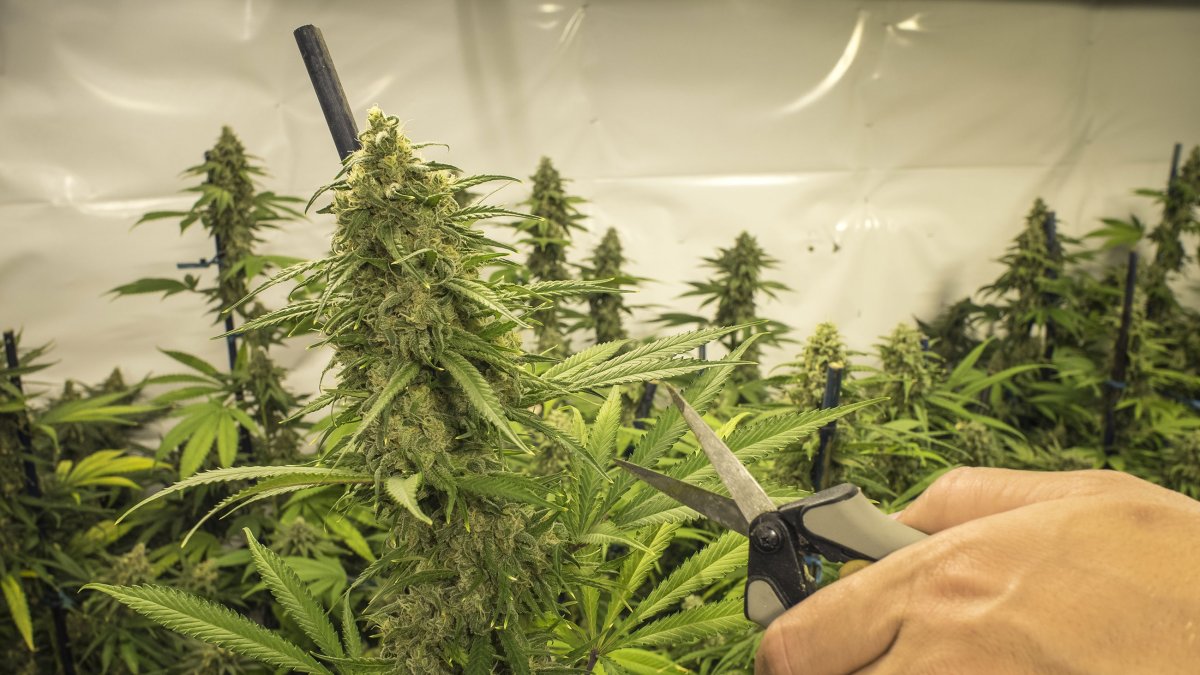 La reforma al Código Orgánico Integral Penal aprobó el cultivo de este producto el año pasado. Será normado y bajo licencia.