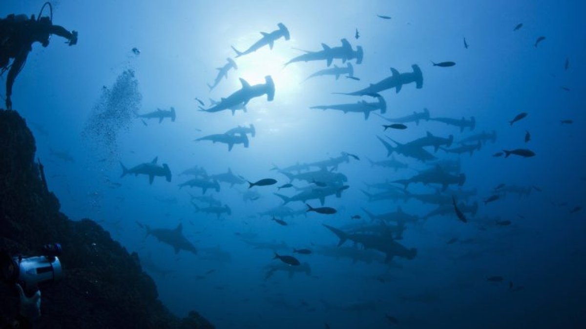 Tiburones martillo en las aguas de Revillagigedo.