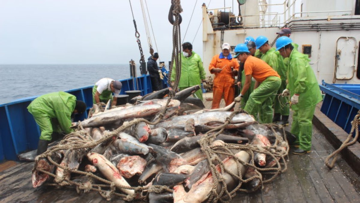 Después del tráfico de drogas y el de armas, la pesca ilegal es la tercera actividad ilícita más lucrativa del mundo.