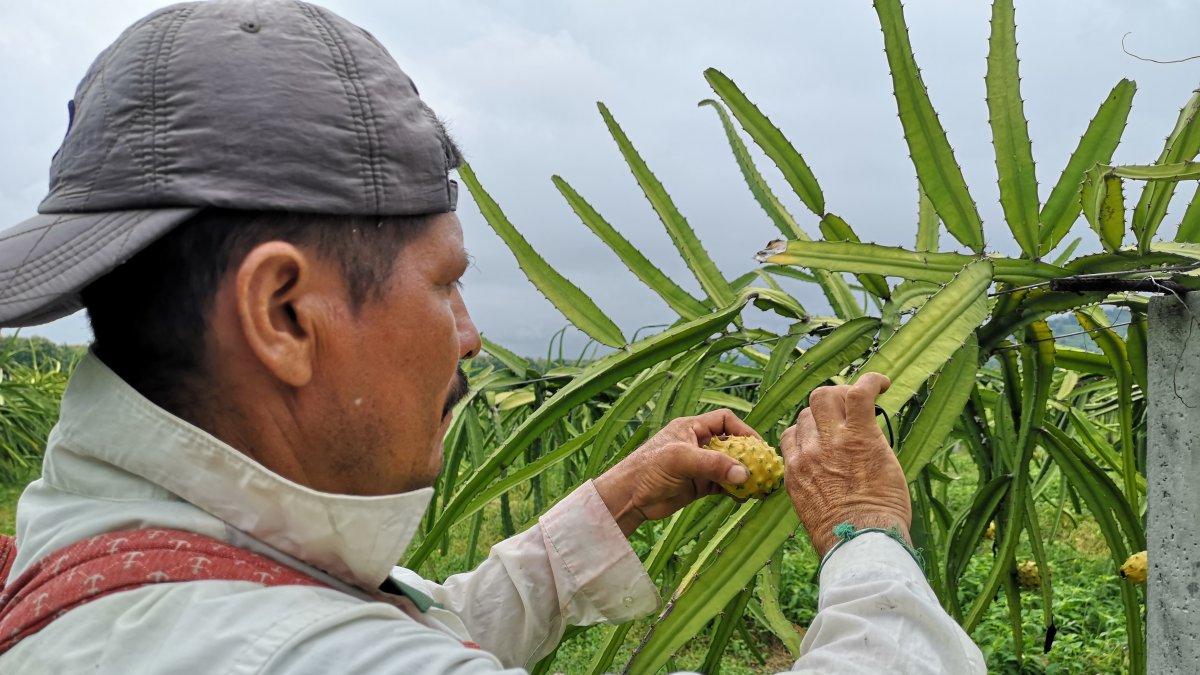 Ecuador exporta pitahaya amarilla a Hong Kong.