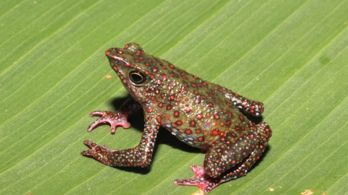 La Atelopus moropukaqumir o rana arlequín de Ayacucho es una nueva especie para la ciencia.