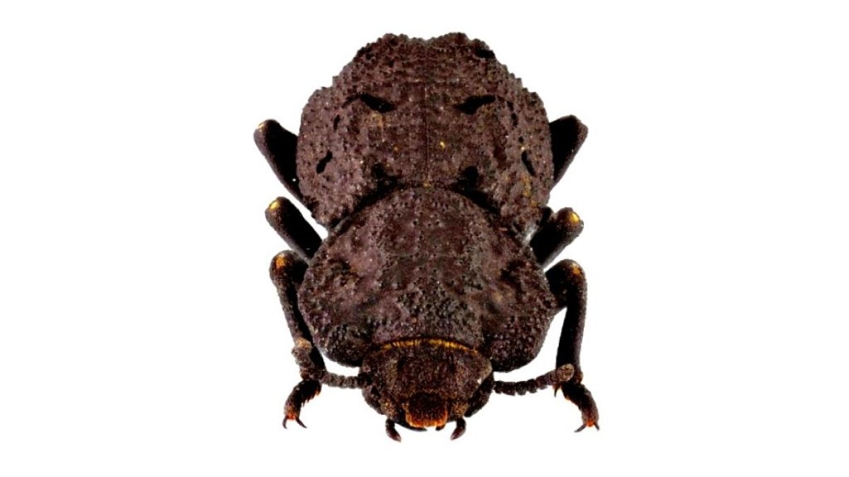 Ejemplar de escarabajo acorazado.