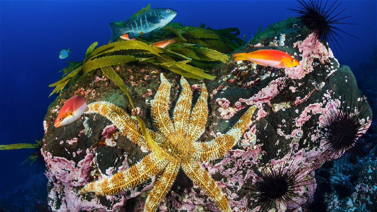 Parque Marino Nazca Desventuradas.