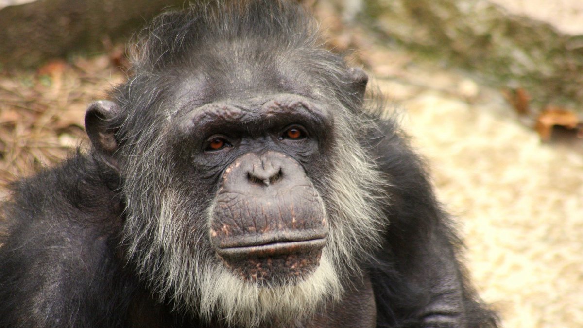 Si los humanos son más selectivos con sus amistades mientras tienen mayor edad, los chimpancés también.
