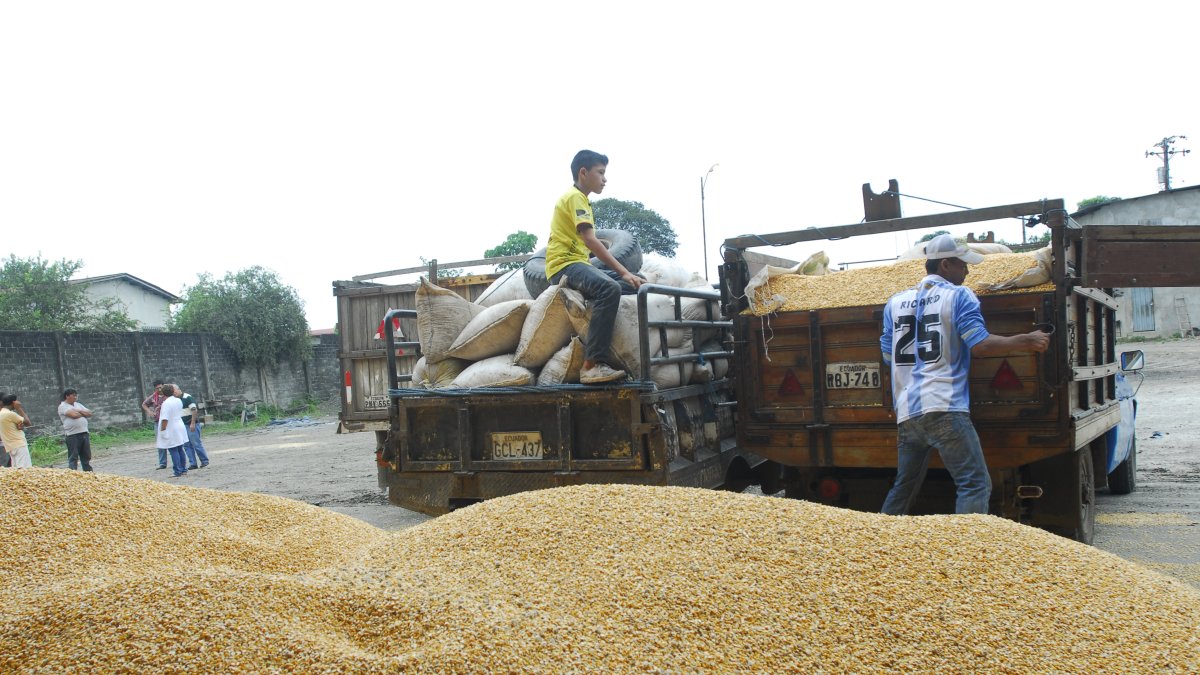 Todavía no sale toda la cosecha de verano.