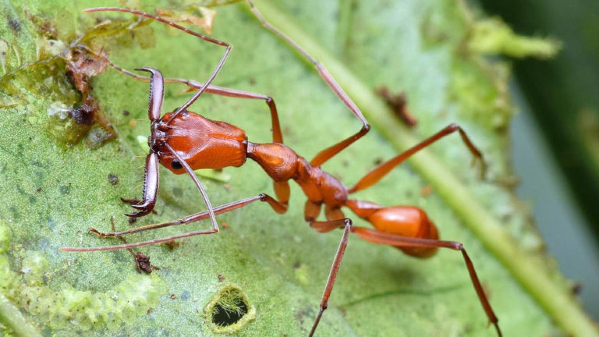 Odontomachus davisoni, nueva especie de hormiga descrita en el Chocó ecuatoriano en julio de 2020.