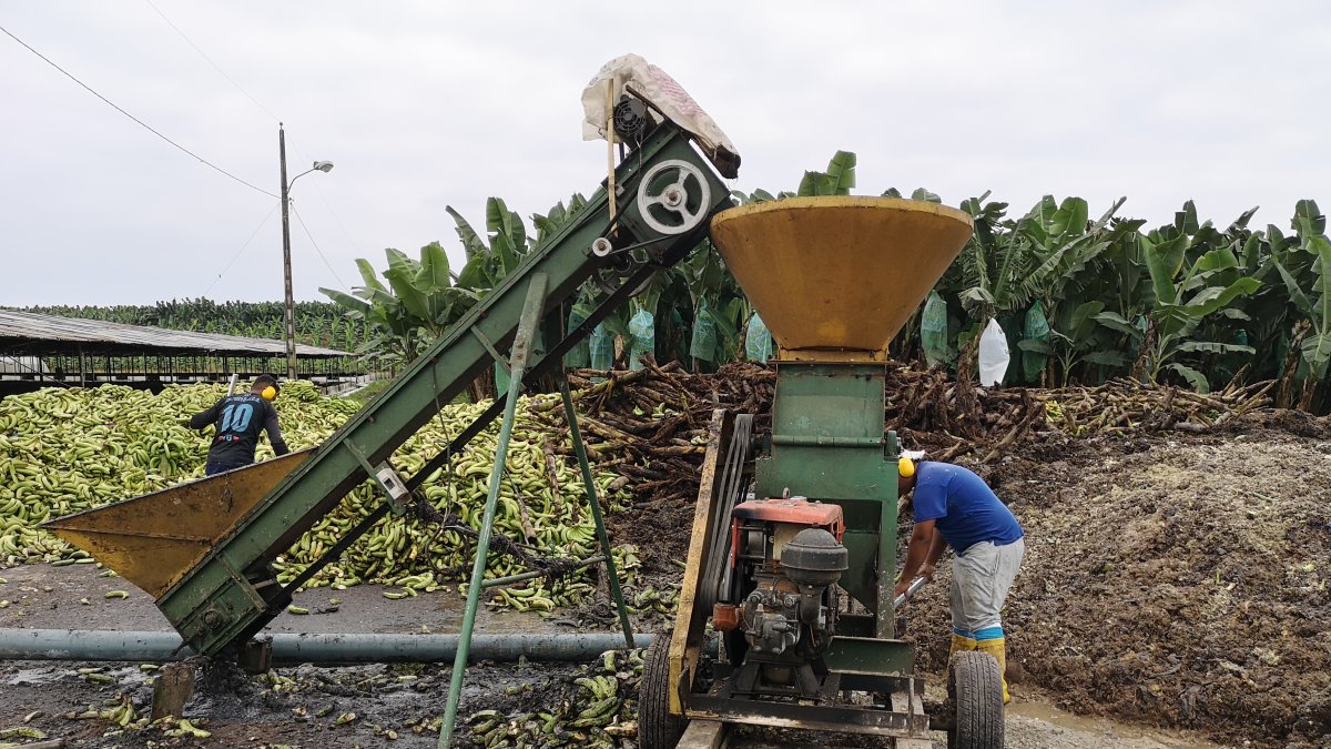 Nueva política implementa el Ministerio de Agricultura para el banano.