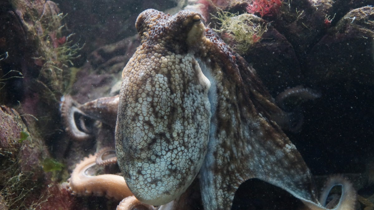 Sus chupones les permitirían detectar el peligro.