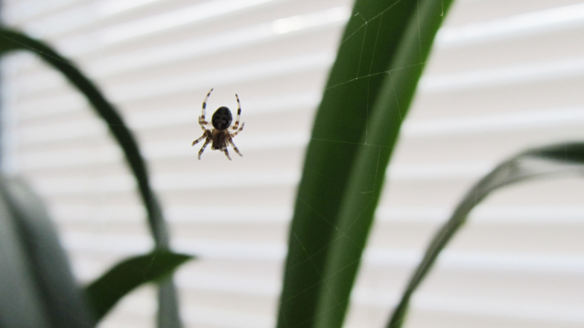Las arañas pueden detectar sonidos de hasta 10 kilohercios de frecuencia.