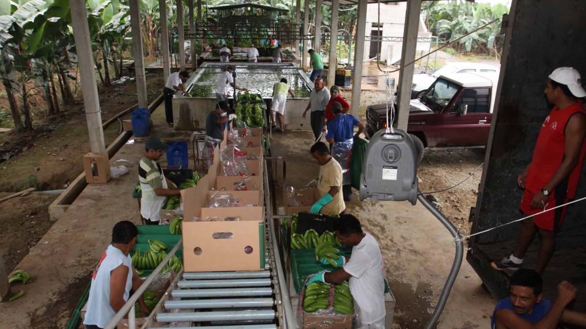 El precio oficial de la caja de fruta, para este año, es de $ 6,40.