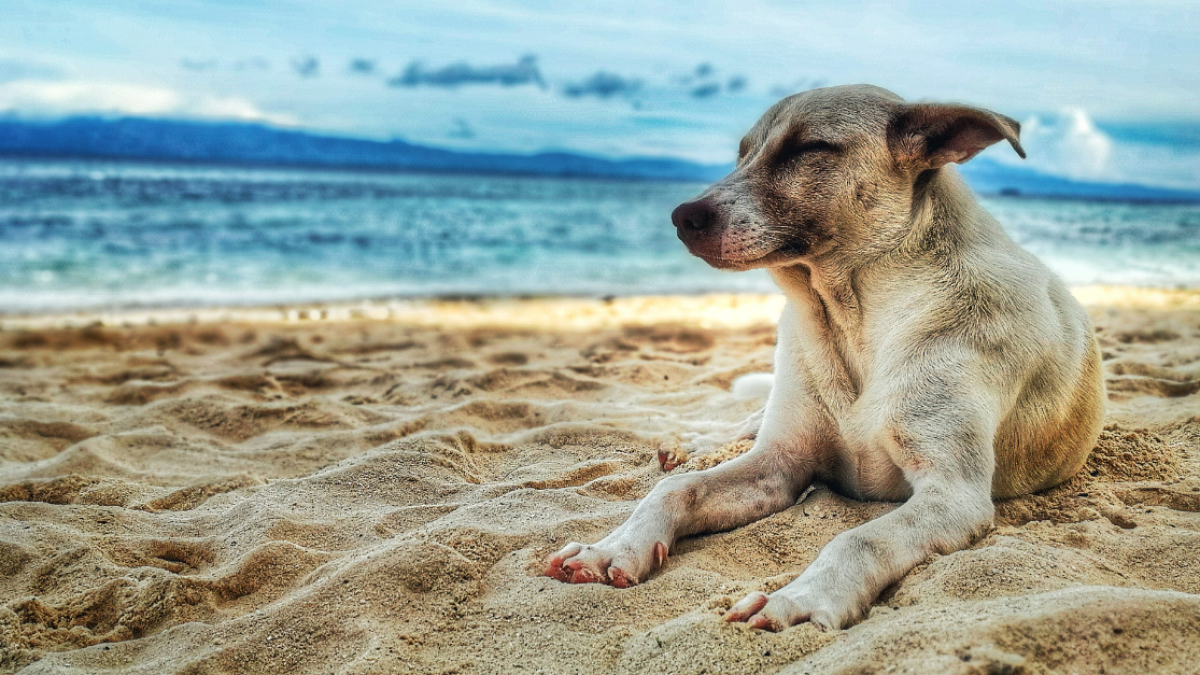 Había al menos cinco tipos de perros con distintas ascendencias genéticas.