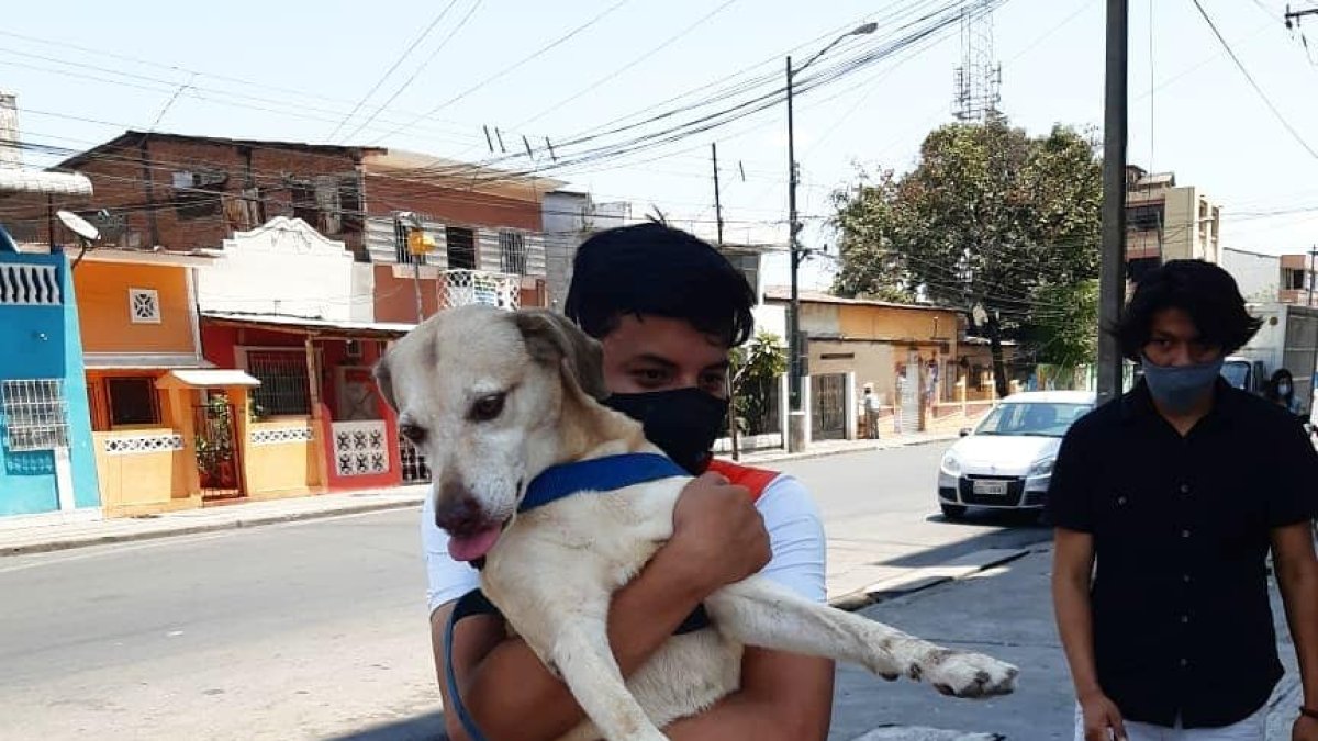 Los voluntarios asisten los fines de semana a la fundación para llenar de mimos a los rescatados.