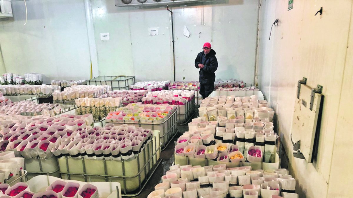 Desde mañana, las rosas pagarán un arancel del 0% para ingresar a EE. UU. Previamente era del 6,8 %.