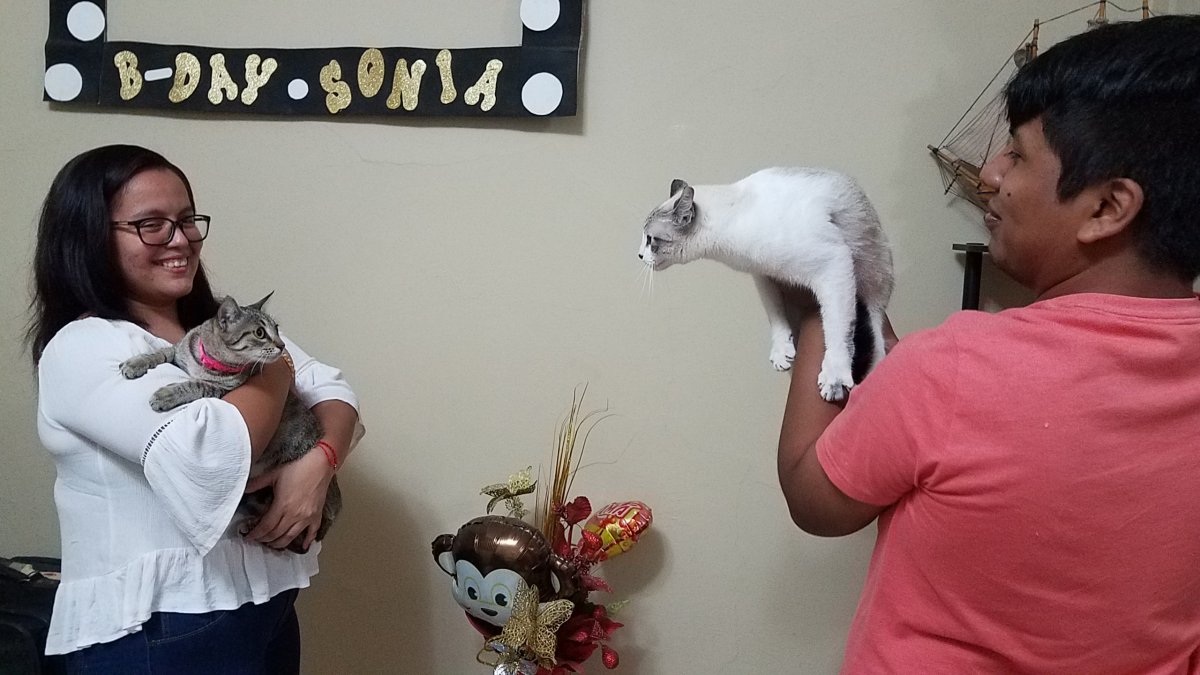 Gatúbela (blanca, a la derecha), reacciona de manera agresiva ante la presencia en su casa de la visitante gata Pancita.