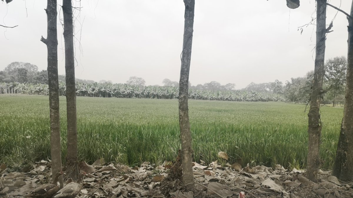 Los patos ayudan al sustento diario de las familias campesinas.