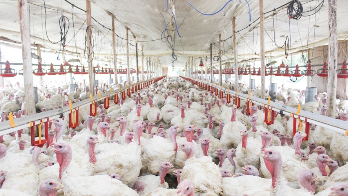 Entre el 90 y 95 % de la producción de pavos del año se consume únicamente en diciembre.