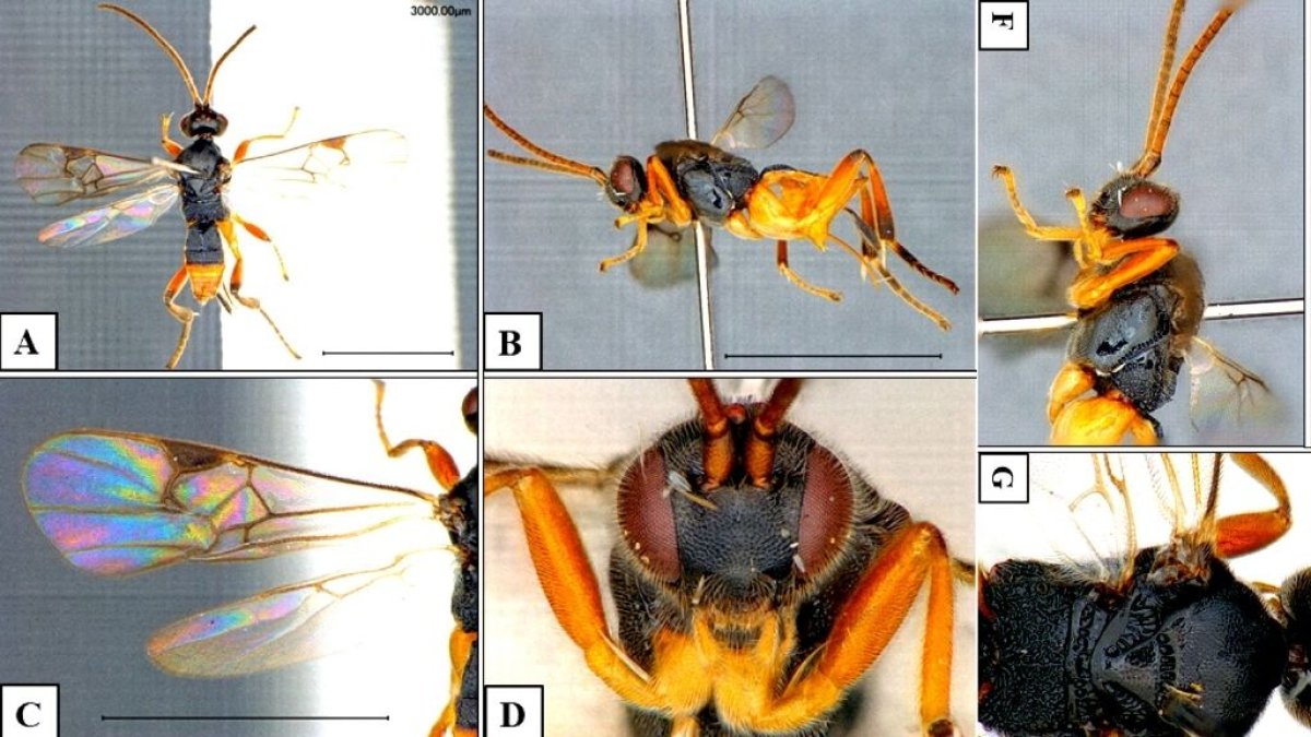 Imágenes de la avispa Godzilla que acompañan el estudio que analiza su comportamiento.