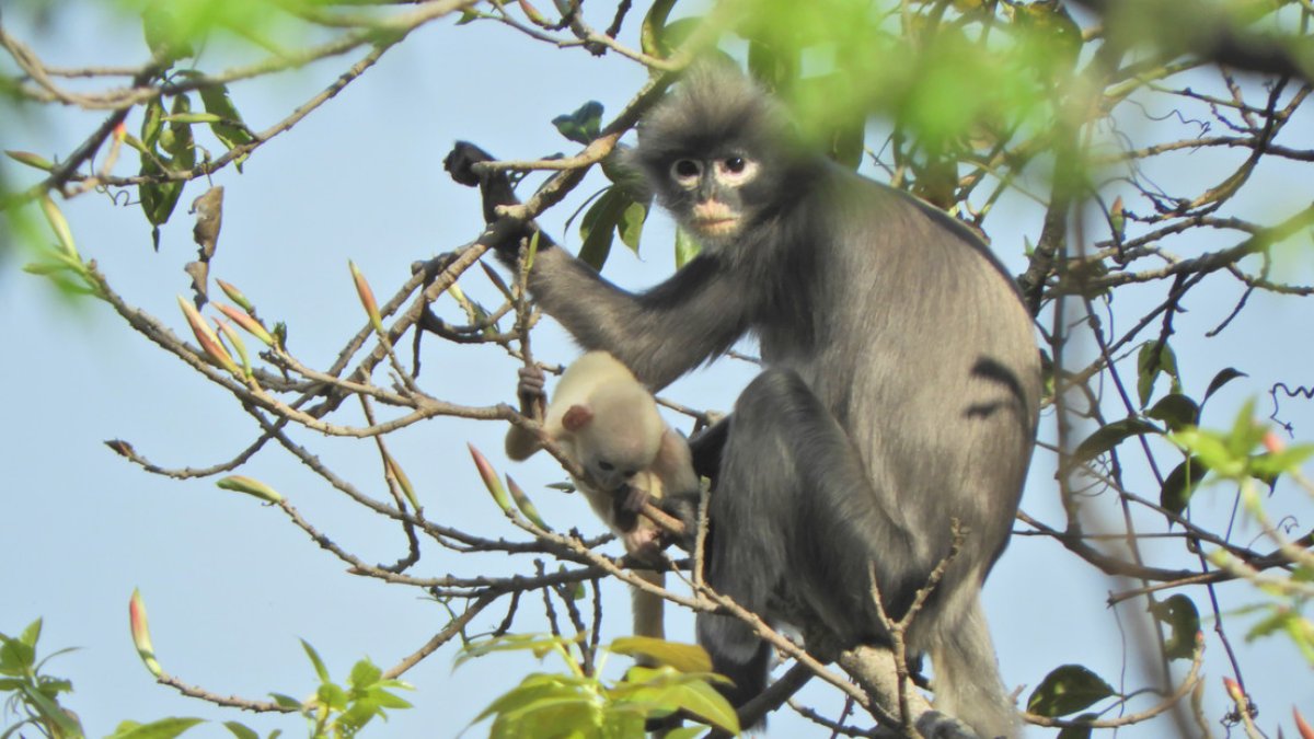 Un mono de la especie Popa langur ('Trachypithecus popa') en la rama de un árbol en el Monte Popa, Birmania.