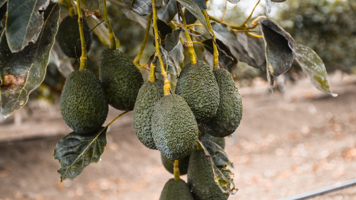 Desde Santa Elena también se quiere exportar.