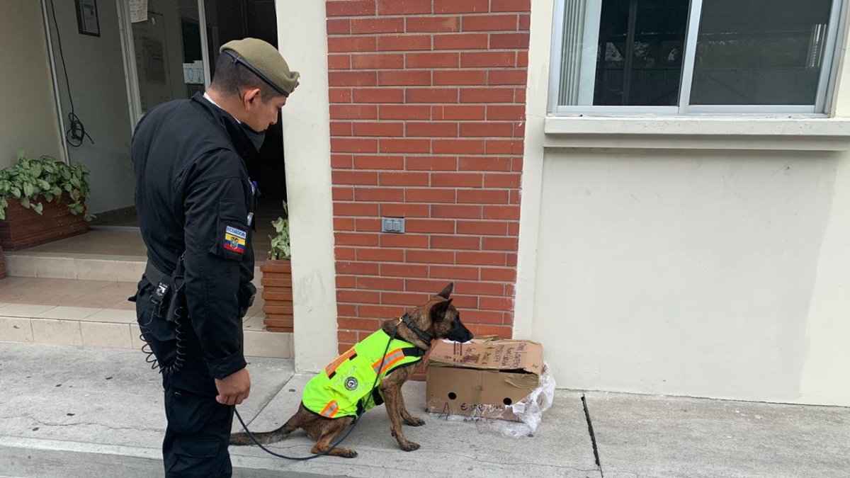 Hecho. El can Darsy de la Unidad Nacional de Adiestramiento Canino (UNAC) encontró la droga.