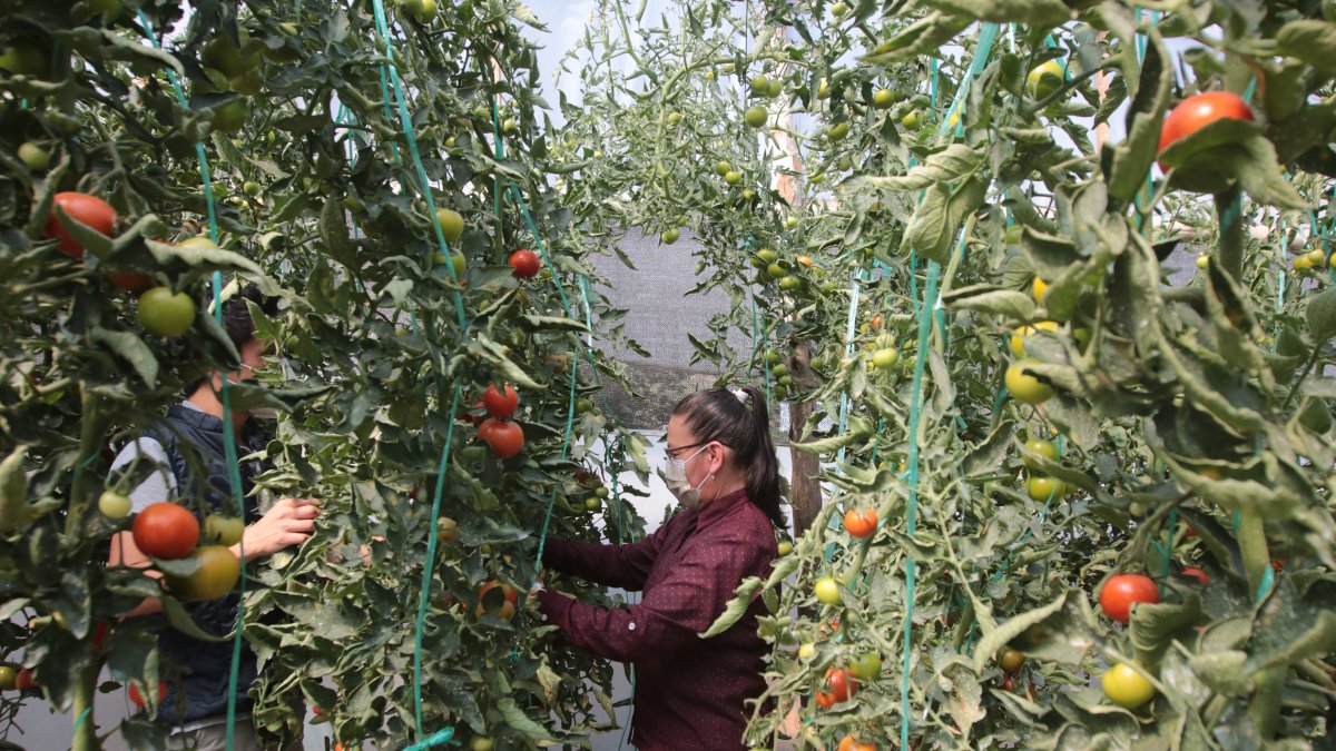 En El Trébol, Dora Carrión cultiva frutas, hortalizas y pollos. Su labor se intensificó durante la pandemia por la demanda de los vecinos.