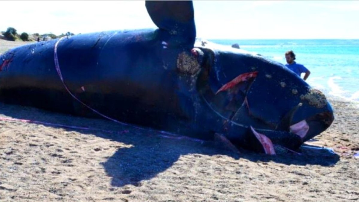 Imagen de la ballena varada a la que se le encontró plásticos en su sistema digestivo.