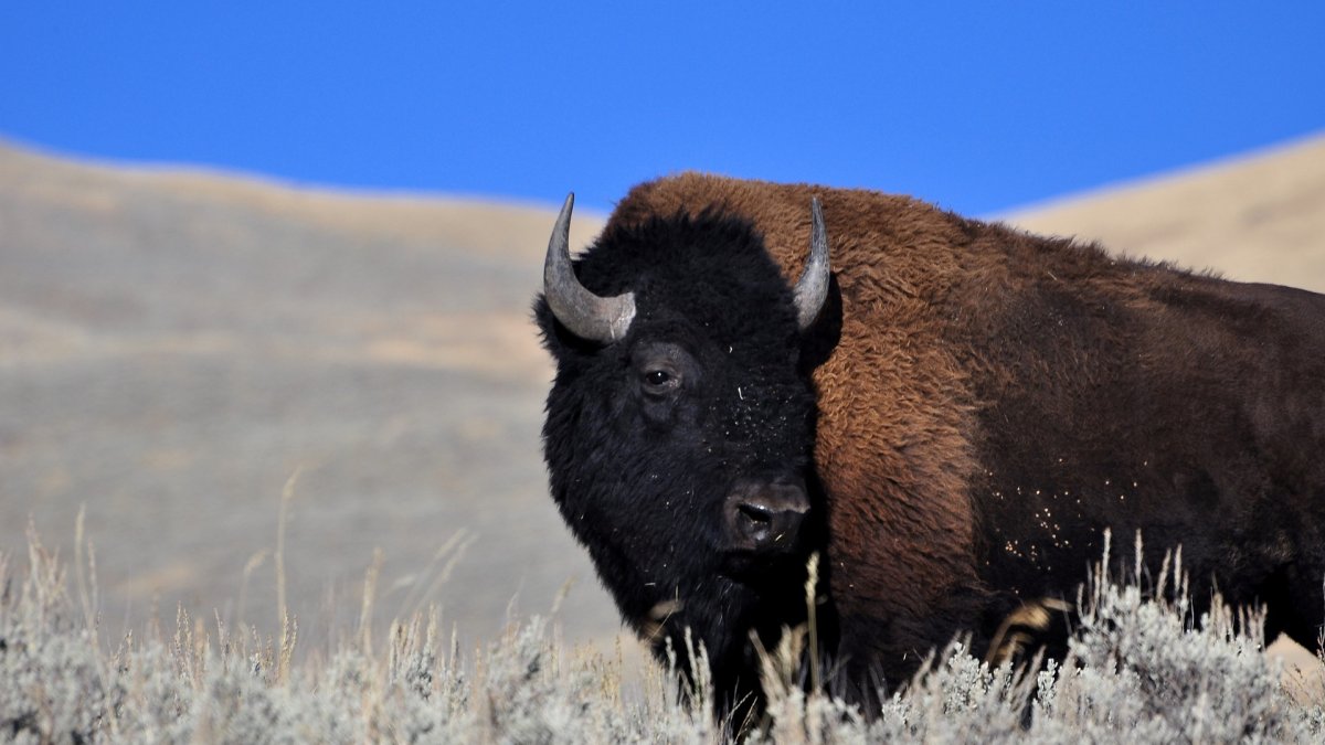 El bisonte es una de las especies afectadas.